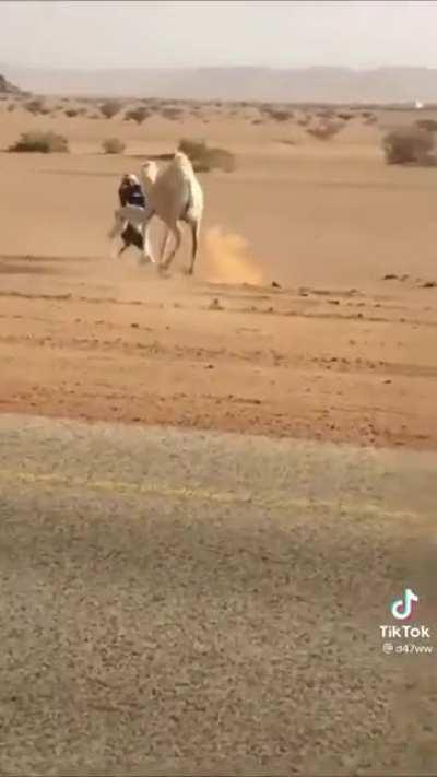 Using baby camel as bait to steer the mother away from the highway