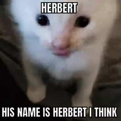 guys I think his name might be herbert