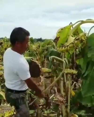 Drying sunflower seeds