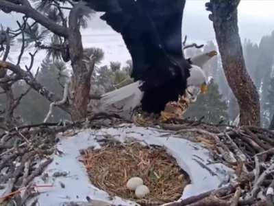 A pair of bald eagles work in shifts to hatch the eggs.