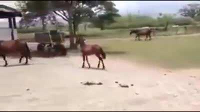 Paso Fino foal showing off the breed's natural gait