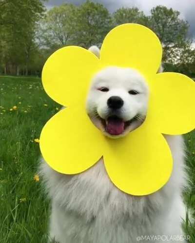 Samoyeds were originally bred for hunting, herding reindeer, and hauling sledges for the Samoyede people in Siberia. Friendly and affable, their happy expressions has earned them the nicknames &quot;Sammie smile&quot; and &quot;Smiley dog&quot;.