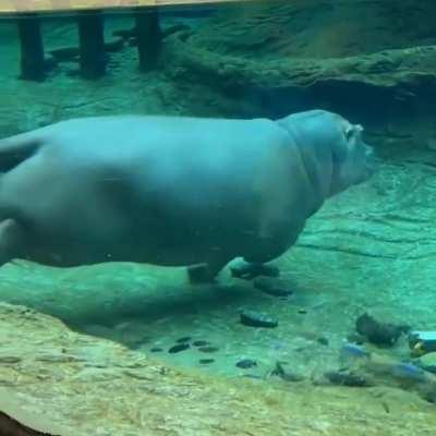 Hippo swimming underwater