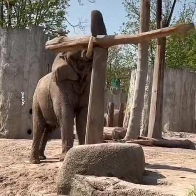 Amazing Elephant Balances Log On A Pole.