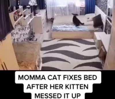 Very responsible cat