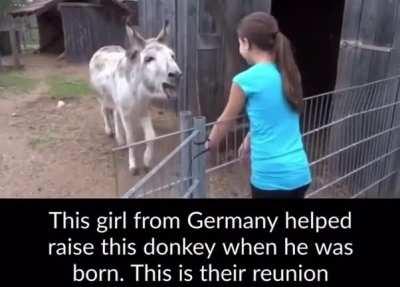 Donkey reunited with girl who helped raise him