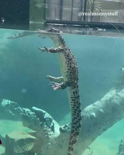 I wish I could float like this crocodile does in the water