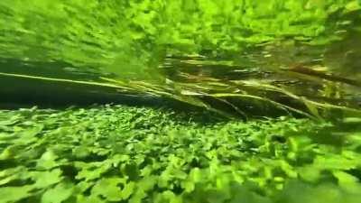 Oxygen bubbles rising from Aquatic plants &amp;amp; swept away by the river