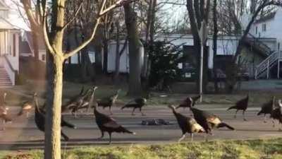 Repost: wild turkeys walking in a circle around a dead cat in the middle of the road