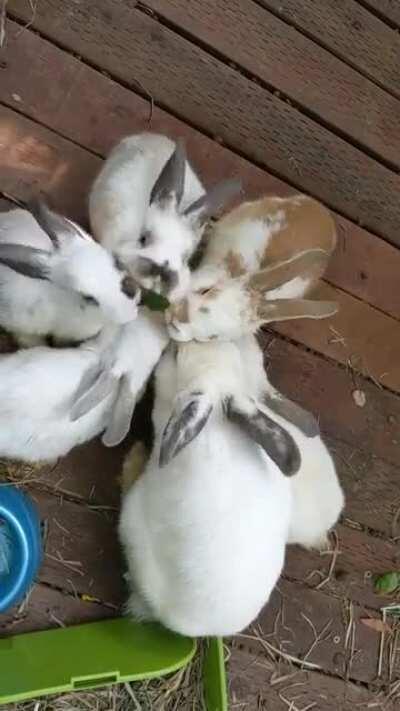 We are not breeders, my friend's two bunnies had 20 babies, so they gave the mama bun and five of their kids to us. I saw online a paper bag with treats in them can occupy bunnies for hours, I tried it and finally got mochie, mrs. Buns, toffee, aurora, fl