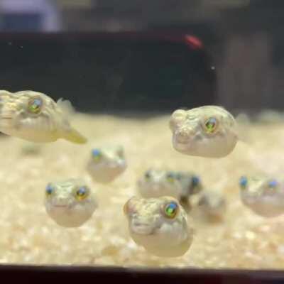 Baby Pufferfish