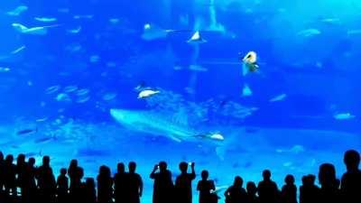 camera flash causes tuna to crash in the aquarium