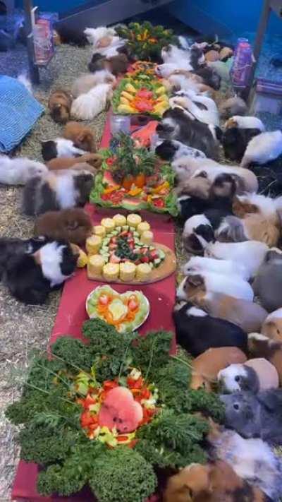 It's a birthday party for guinea pigs !!!