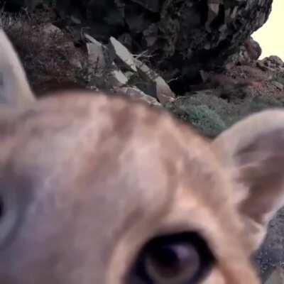 Young puma checking out a trail cam