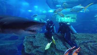 Close encounter with shark