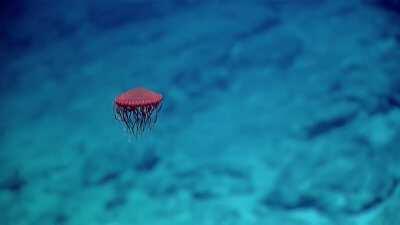 This red jellyfish looks like a spaceship