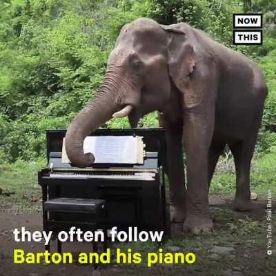 This pianist plays Beethoven for rescue elephants who choose to listen to music versus freely walking away