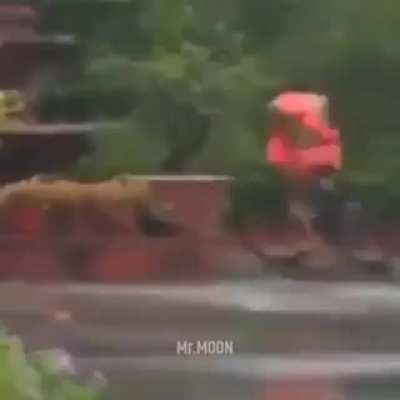 Acclaimed Indian Yoga Guru (Baba Ramdev) ft. cycling in rainy weather.