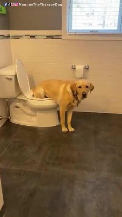 Dog learnt how to use the toilet.