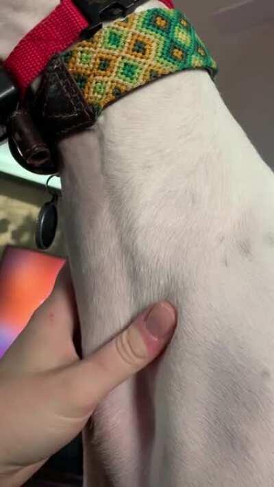 The thing about owning a sighthound and being a vet tech... always checking out those beautiful veins 🤪