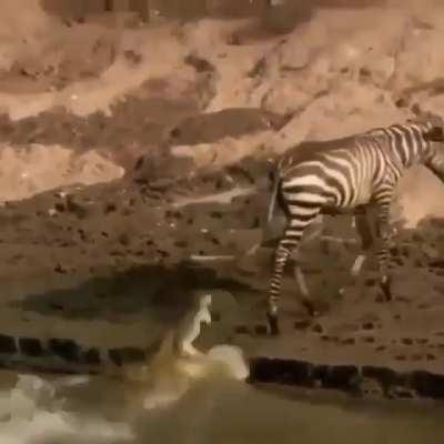 This zebra was chiller than a coke in a blizzard