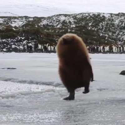 How cute is this King Penguin? 🐧