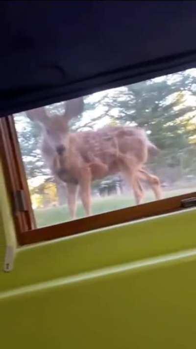 Dog and deer adorably make eye contact with each other