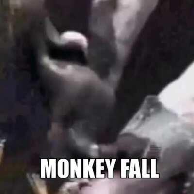 monkey fall