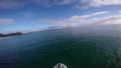 Curious Orca Inspects Paddleboard