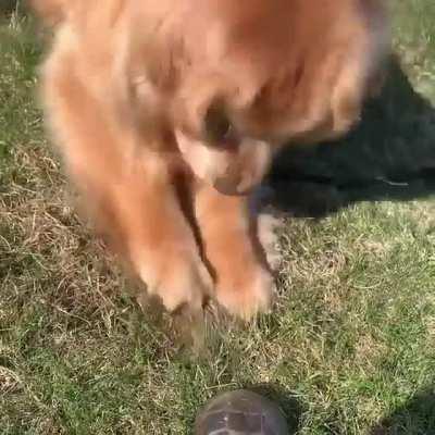 when you see a turtle for the first time 😂 poor turtle, doggo just wanted to be friends