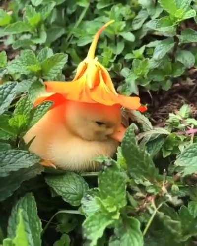 if u are feeling sad pls look at this cute duck 💜