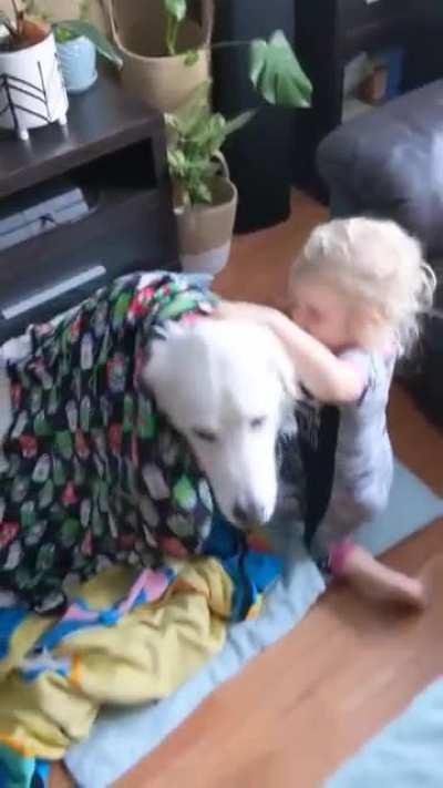 Toddler Wraps Dog With Blankets While They Sit Patiently