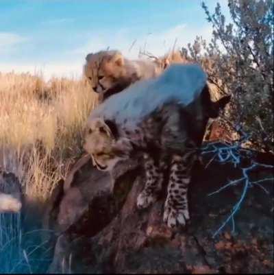 Cheetah introduces a photographer to her little ones