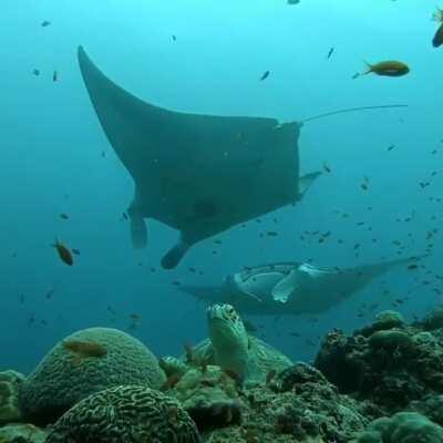 🔥 Giant green turtle, manta rays and a world under water