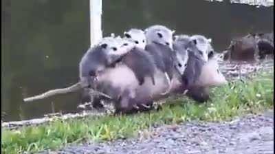 Hardworking opossum mom carries her 10 babies on her back