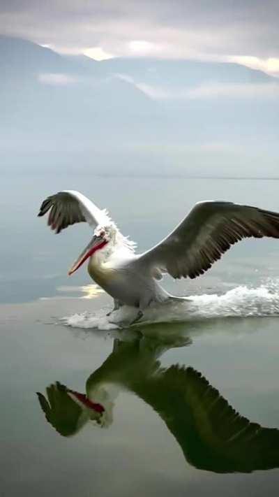 Pelican landing in slow motion