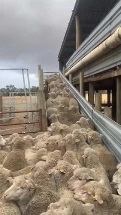 Dog clears sheep traffic jam