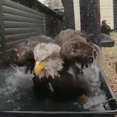 🔥 Rescued eagle angrily bathing