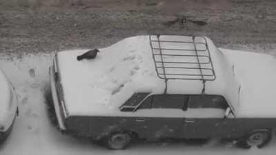 Crows playing on a snowy car