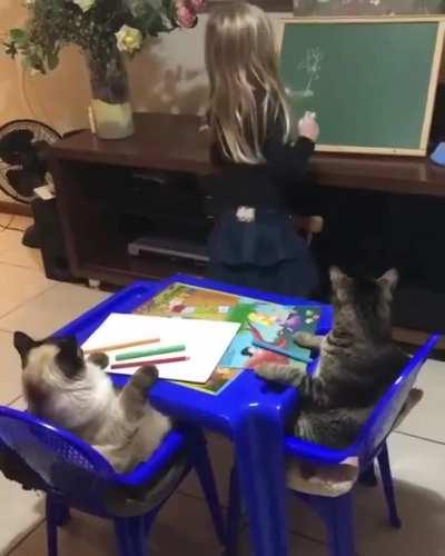 Cat Class