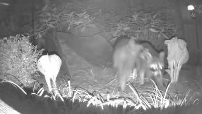 Randy raccoons cavorting in my yard