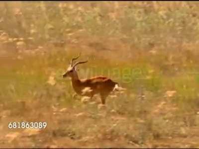 Tracking the impala perfectly