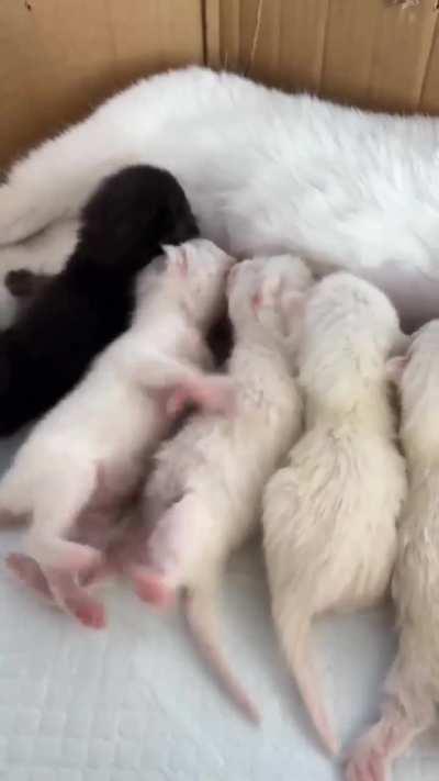 Just born and fighting already