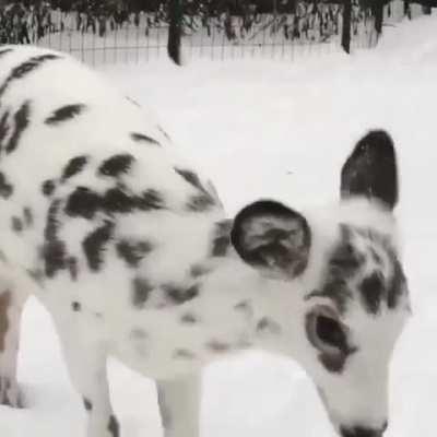 🔥 This beautiful piebald deer 🔥