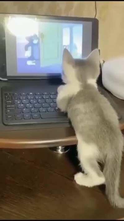 Kitty enjoying Tom &amp;amp; Jerry