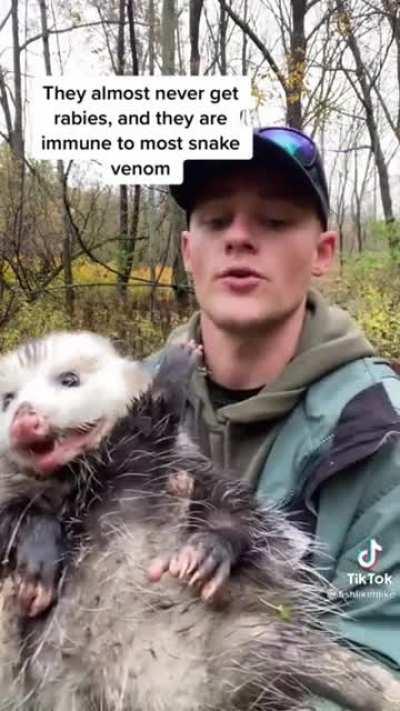 Man Picks up an Opposum and knows super cool facts about them