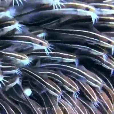 🔥 School of juvenile striped eel catfish huddling closely together as protection from predators as they take turns feeding on the ocean floor