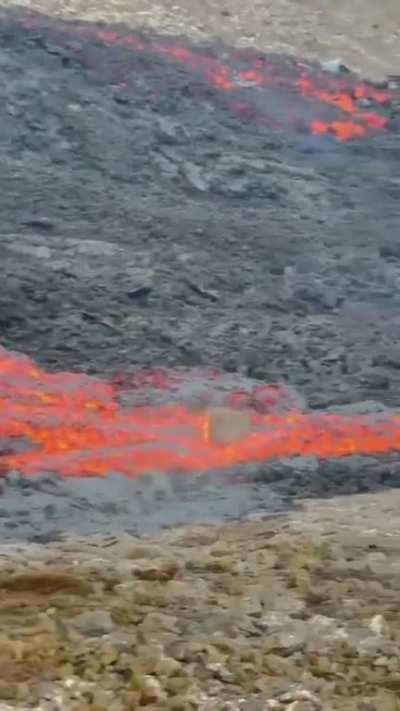 My lava need me 