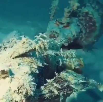 Stonefish walking in the ocean