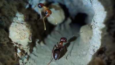 pov footage of an ant navigating the inside of an ant nest